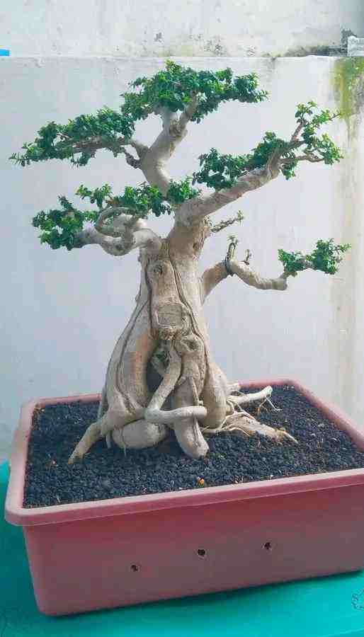 Bonsai Dolar